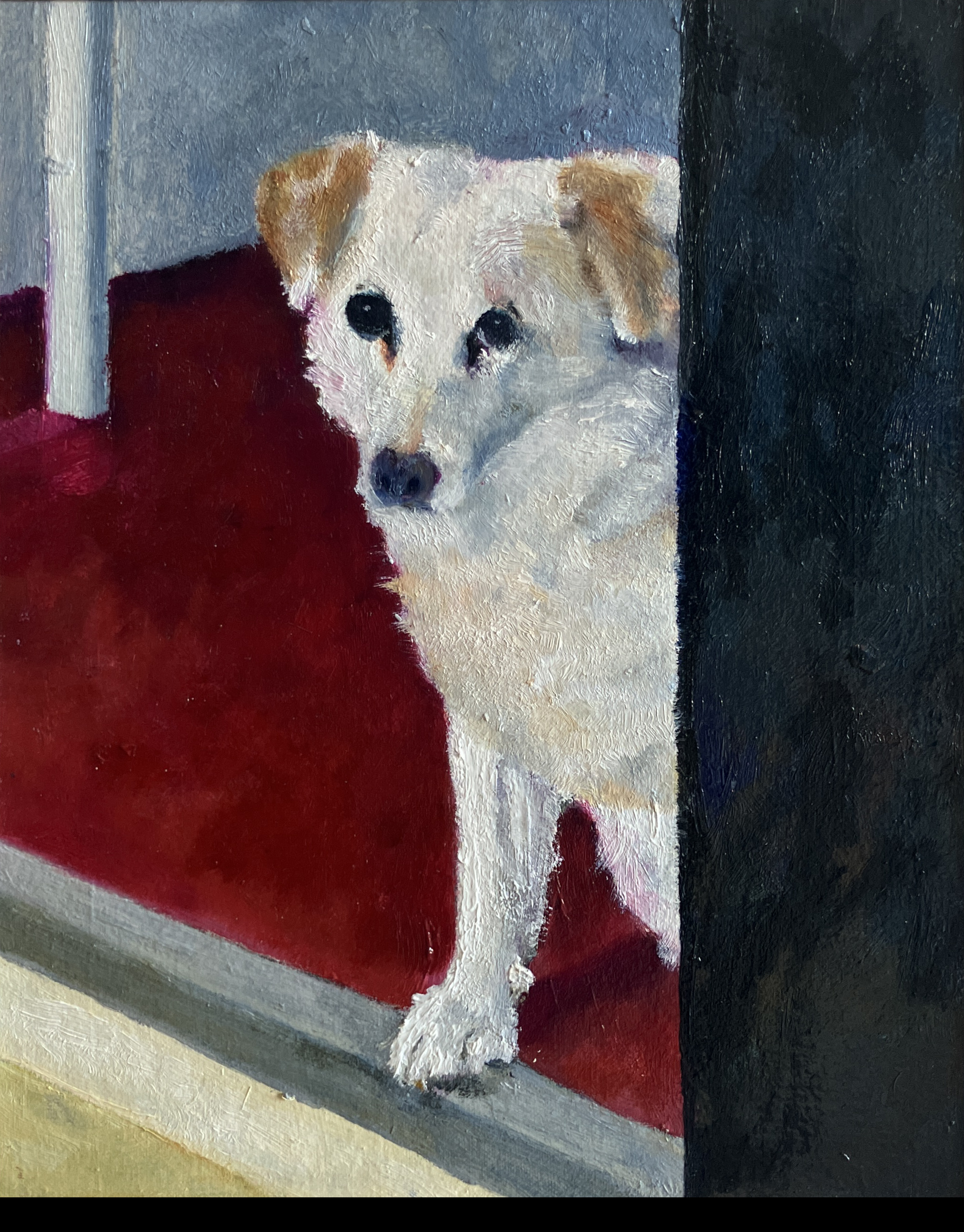 Hond